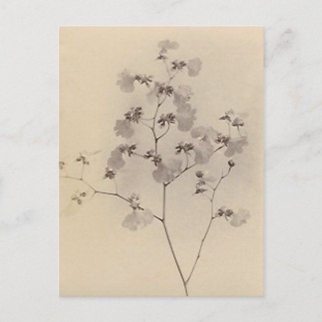 Japanska körsbärskort för blommar vykort (Framsida)