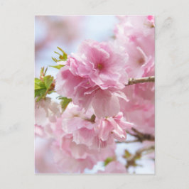 Japanska körsbärssystem, blommar vykort