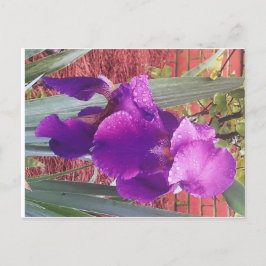 Japanska Lila Iris Postcard Vykort