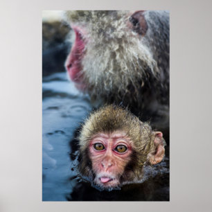 Japanska Macaque Baby Poster