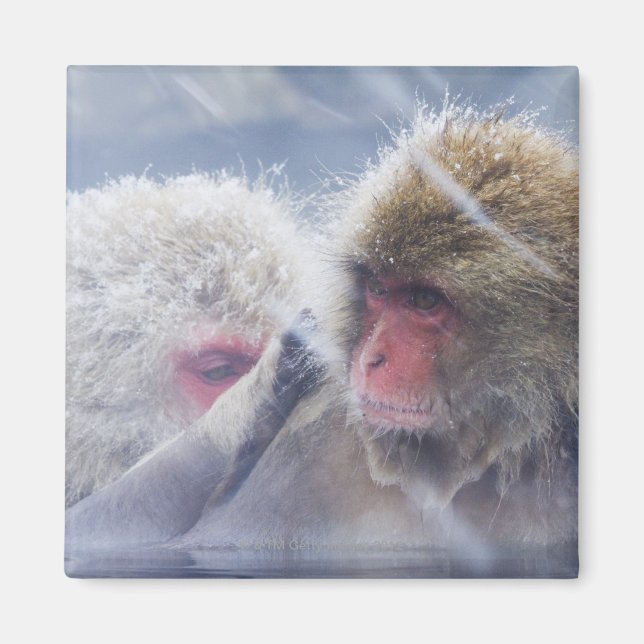 Japanska Macaques (Macaca fuscata) Grooming in Magnet (Framsidan)