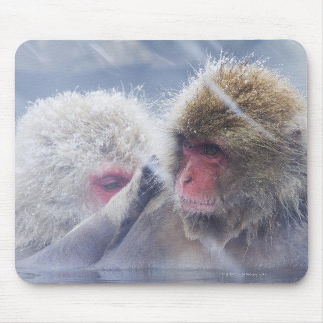 Japanska Macaques (Macaca fuscata) Grooming in Musmatta (Framsidan)