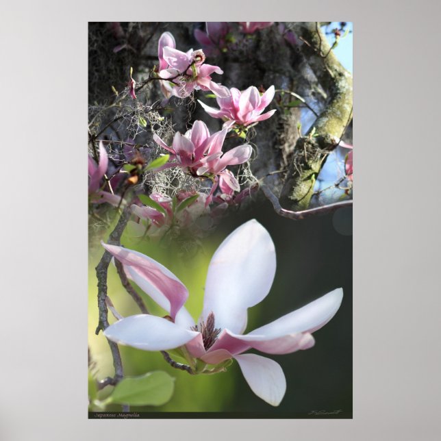 Japanska Magnolia 2 Poster -40 x 60 - eller mindre (Framsidan)
