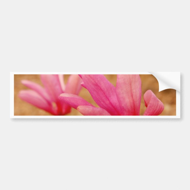 Japanska Magnolia Bildekal (Framsidan)