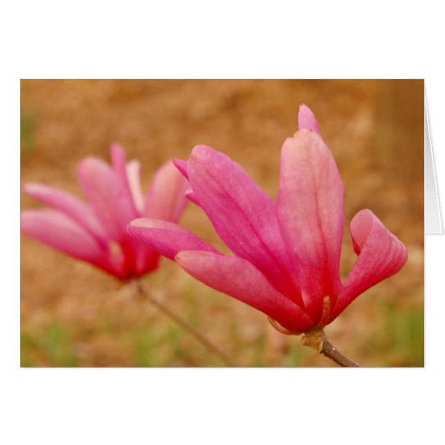Japanska Magnolia Hälsningskort (Framsidan Horizontal)