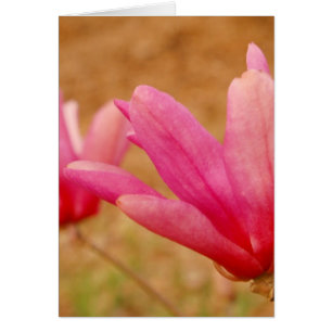 Japanska Magnolia Hälsningskort