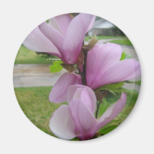 Japanska Magnolia Magnet (Framsidan)