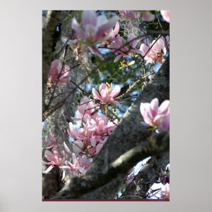 Japanska Magnolia Poster -24x36 -andra storlekar o