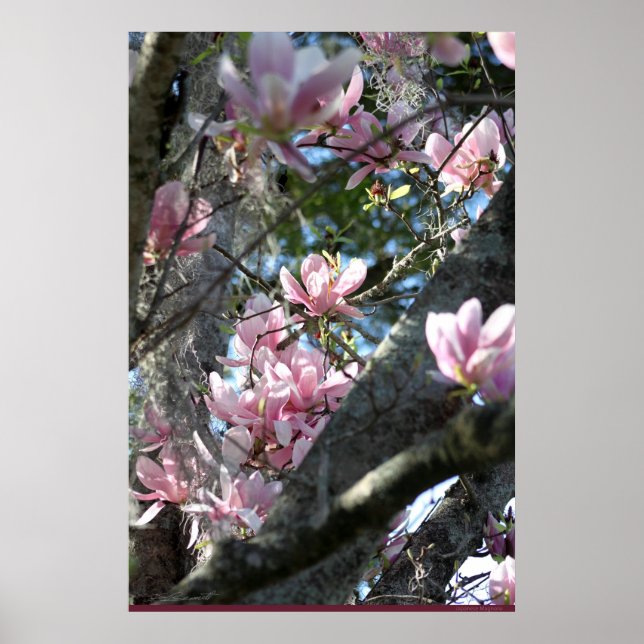 Japanska Magnolia Poster -24x36 -andra storlekar o (Framsidan)
