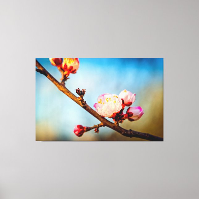 Japanska plommonblommor och den blå klara himlen canvastryck (Framsida)