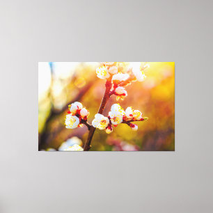 Japanska plommonblommor vid het orange solnedgång canvastryck