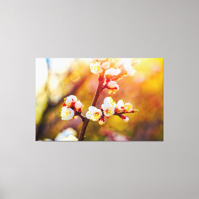 Japanska plommonblommor vid het orange solnedgång canvastryck (Framsida)