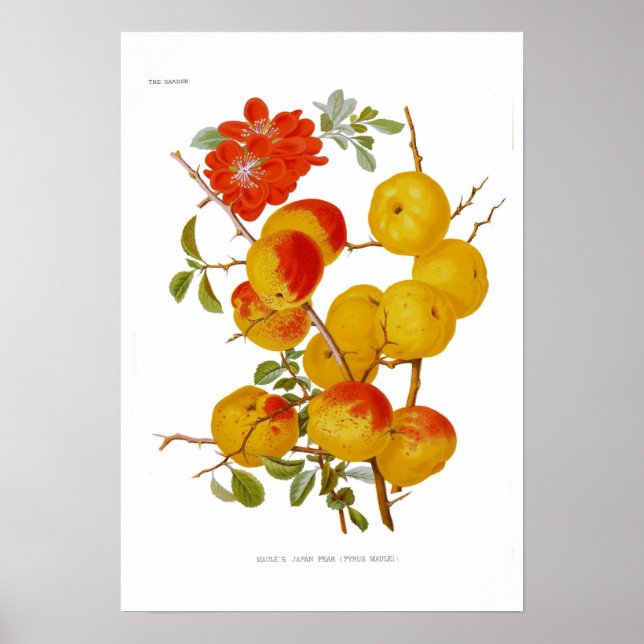 Japanska Quince Poster (Framsidan)