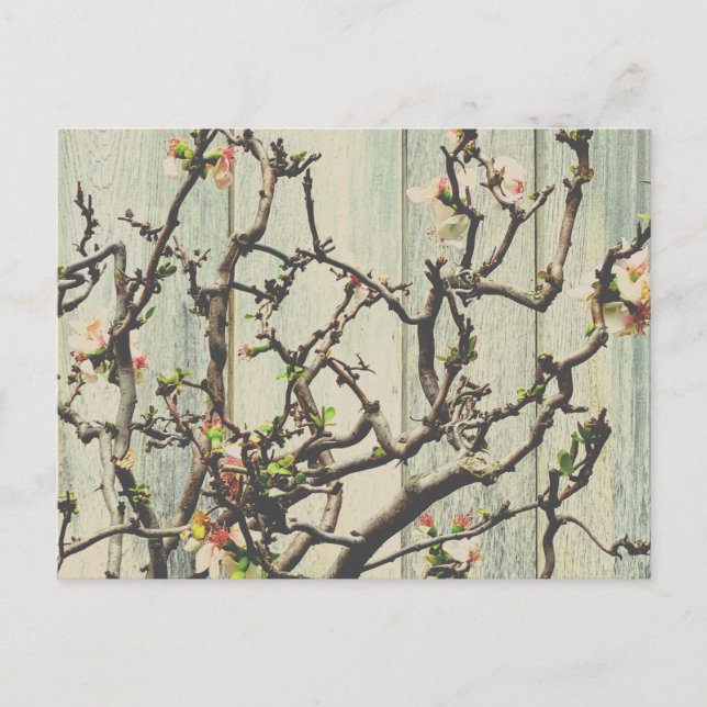 Japanska Quince Vykort (Framsida)