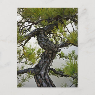 Japanska Röda Gräs Bonsai Träd Vykort