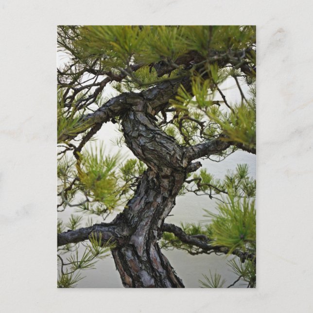 Japanska Röda Gräs Bonsai Träd Vykort (Framsida)