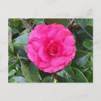 Japanska Rosa Camellia Postcard Vykort