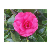 Japanska Rosa Camellia Postcard