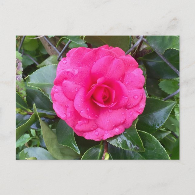 Japanska Rosa Camellia Postcard Vykort (Framsida)