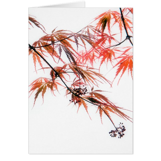 Japanska rött maple Art-fotografi L Hälsningskort (Framsidan)