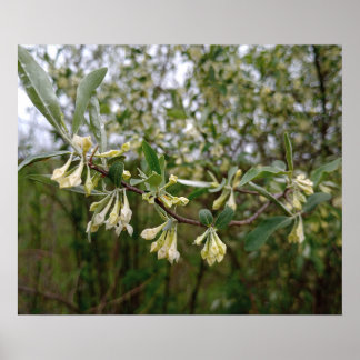 Japanska silverbuske blommor efter vårregn #1 poster