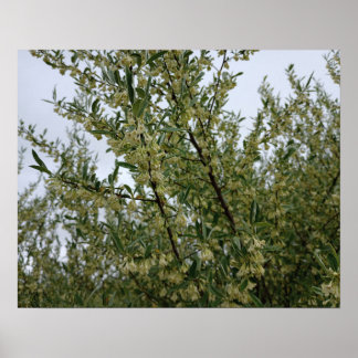 Japanska silverbuske blommor efter vårregn #3 poster