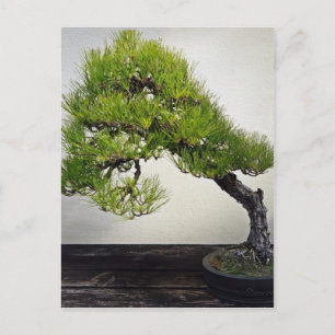 Japanska svarta Gräs Bonsai Vykort