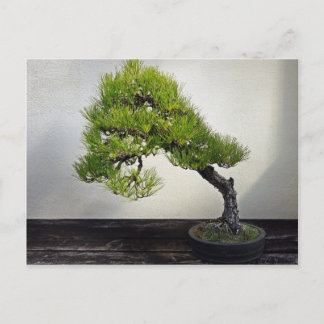 Japanska svarta Gräs Bonsai Vykort