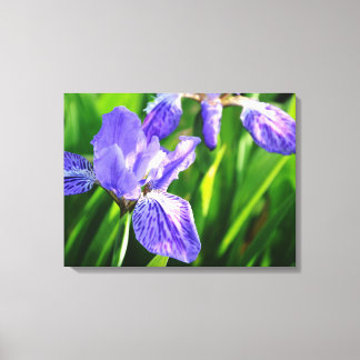 Japanska Tak Iris Wrapped Canvas