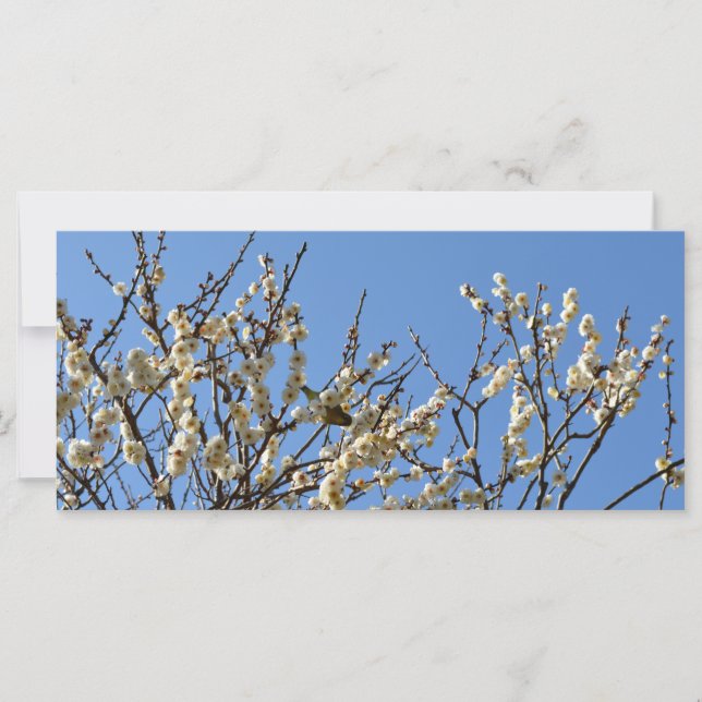 Japanska White-öga & Plum-Blommar: Japan (Framsida)