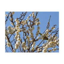 Japanska White-öga & Plum-Blommar: Japan