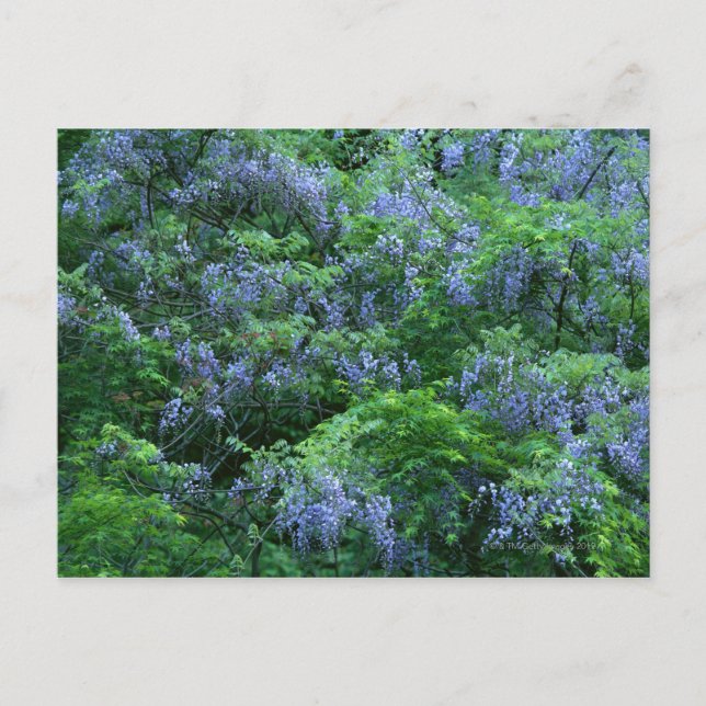 Japanska Wisteria Vykort (Framsida)