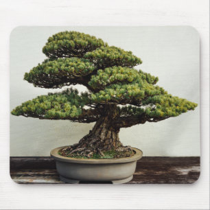 Japanskt träd för vitgräsBonsai Musmatta