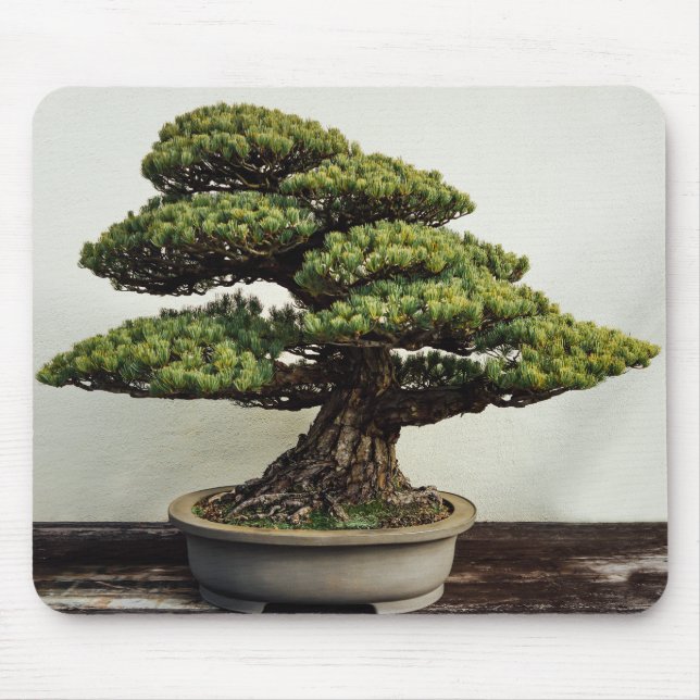Japanskt träd för vitgräsBonsai Musmatta (Framsidan)