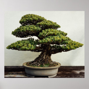 Japanskt träd för vitgräsBonsai Poster