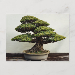 Japanskt träd för vitgräsBonsai Vykort