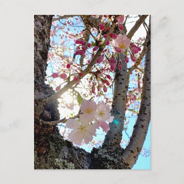 Japanskt vykort för körsbärs-blommar 日 本 の 桜 (思 川  (Framsida)