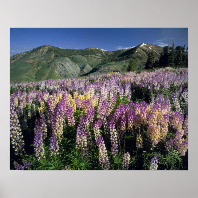 JARBIDGE WILDERNESS, NEVADA USA. Pur lupine Poster (Framsidan)