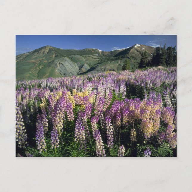 JARBIDGE WILDERNESS, NEVADA USA. Pur lupine Vykort (Framsida)