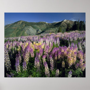 JARBIDGE WILDERNESS, NEVADA. USA. Sprepus lupine Poster