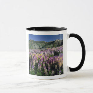 JARBIDGE WILDERNESS, NEVADA. USA. Spur lupin Mugg