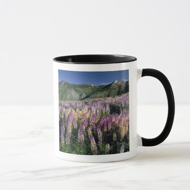 JARBIDGE WILDERNESS, NEVADA. USA. Spur lupin Mugg (Höger)