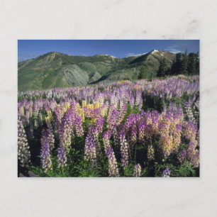 JARBIDGE WILDERNESS, NEVADA. USA. Spur lupin Vykort