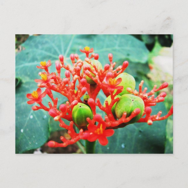 Jardín Botánico Piñeres, Turbaco, Colombia Vykort (Framsida)