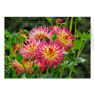 Jardin des Plantes-1 Hälsningskort