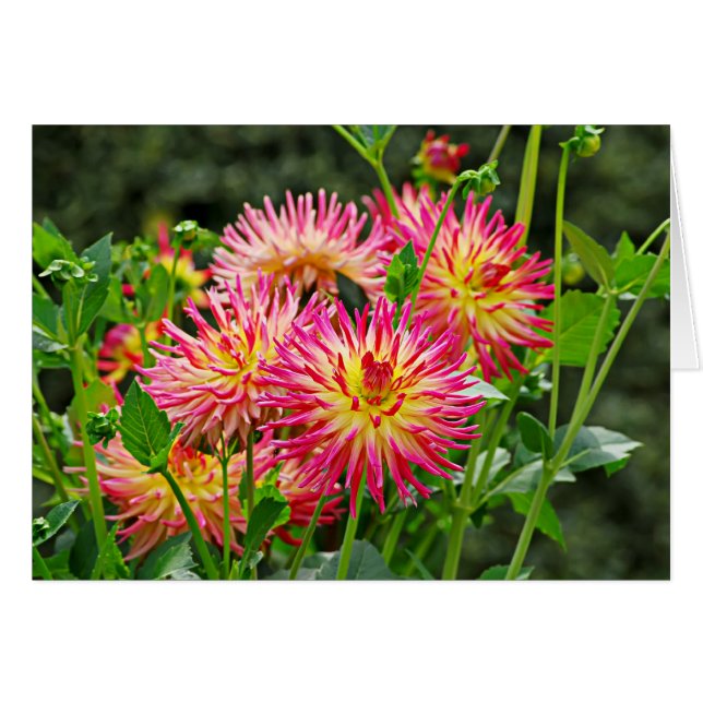 Jardin des Plantes-1 Hälsningskort (Framsidan Horizontal)