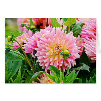 Jardin des Plantes-4 Hälsningskort