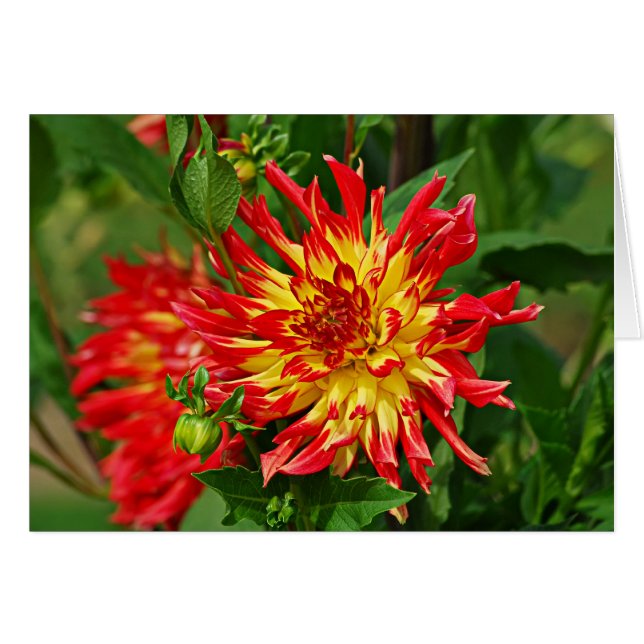 Jardin des Plantes-5 Hälsningskort (Framsidan Horizontal)