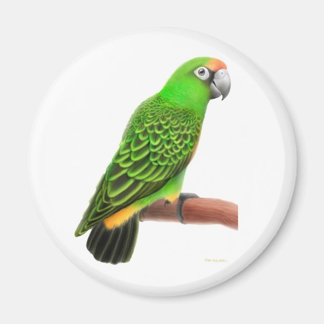 Jardines Parrot Magnet (Framsidan)