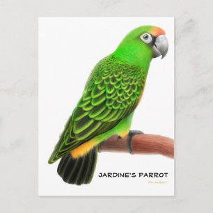 Jardines Parrot-vykort Vykort